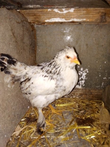  - Pui de găină mixtă moțată încălțată 2019