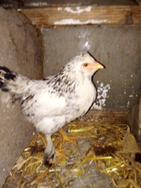  - Pui de găină mixtă moțată încălțată 2019