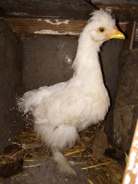  - Pui de găină mixtă moțată încălțată 2019