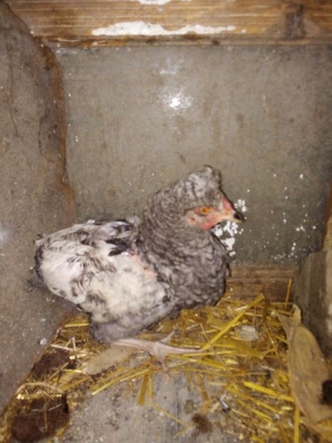  - Pui de găină mixtă moțată încălțată 2019