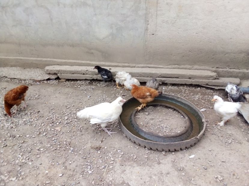  - Pui de găină mixtă moțată încălțată 2019