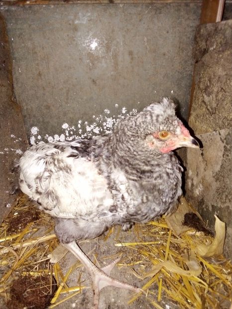  - Pui de găină mixtă moțată încălțată 2019