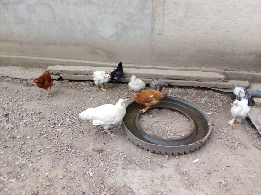  - Pui de găină mixtă moțată încălțată 2019