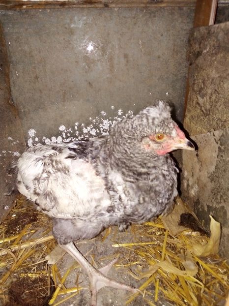  - Pui de găină mixtă moțată încălțată 2019