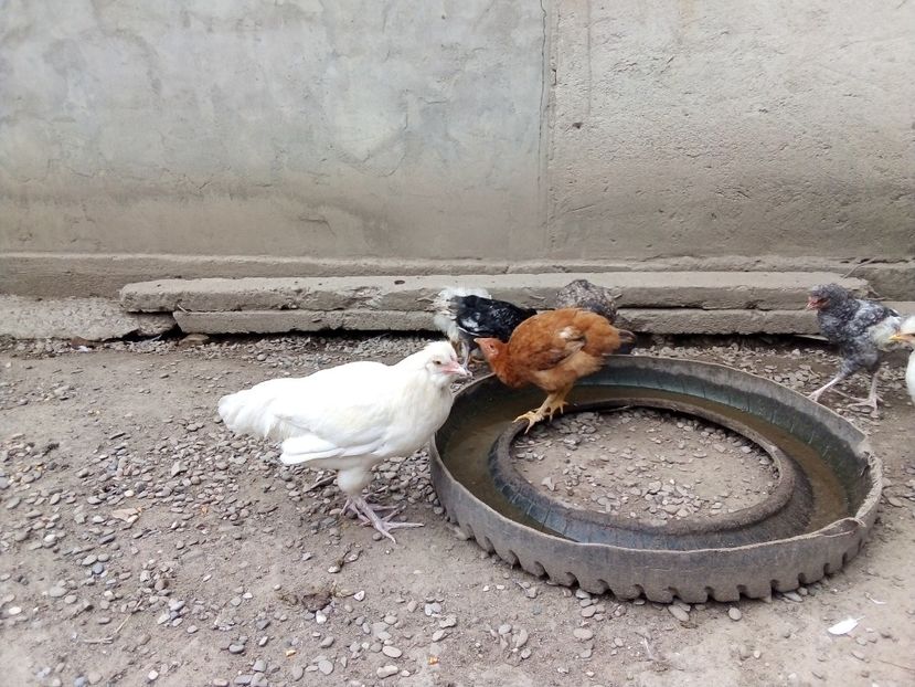  - Pui de găină mixtă moțată încălțată 2019