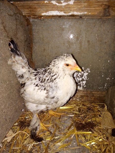  - Pui de găină mixtă moțată încălțată 2019