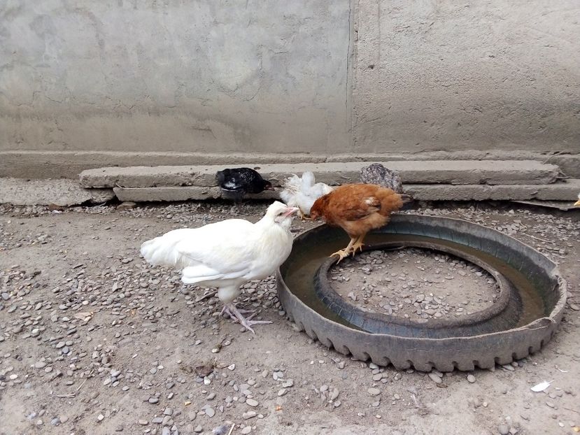  - Pui de găină mixtă moțată încălțată 2019