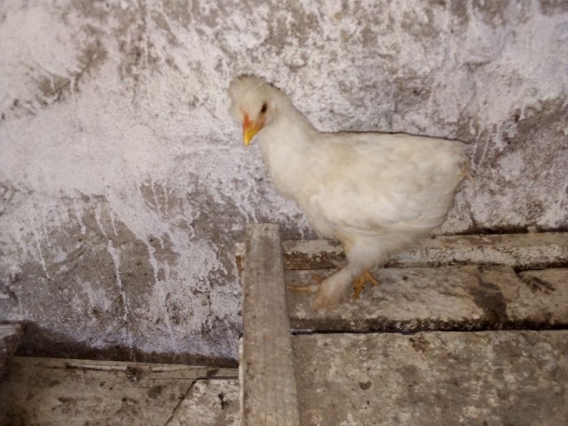  - Pui de găină mixtă moțată încălțată 2019