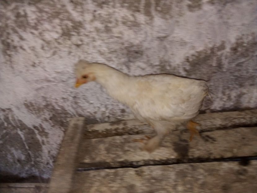  - Pui de găină mixtă moțată încălțată 2019