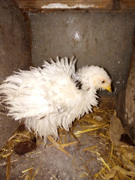  - Pui de găină mixtă moțată încălțată 2019