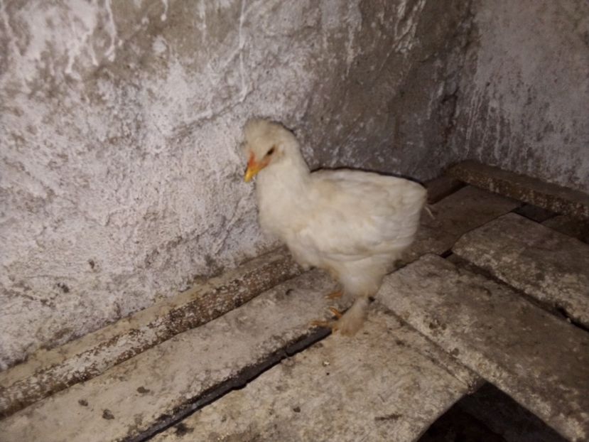  - Pui de găină mixtă moțată încălțată 2019