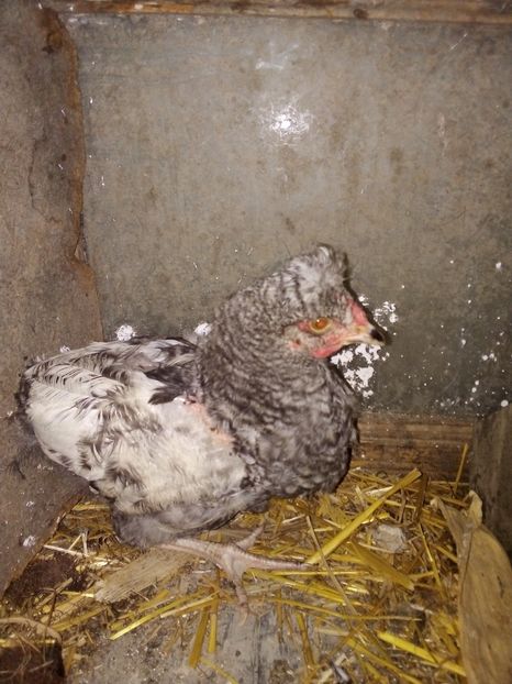  - Pui de găină mixtă moțată încălțată 2019