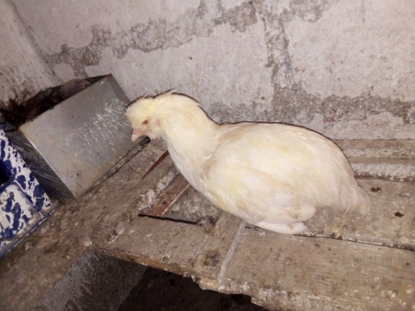  - Pui de găină mixtă moțată încălțată 2019