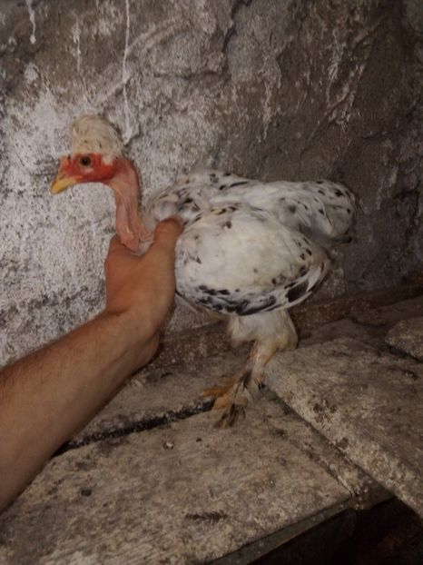  - Pui de găină mixtă moțată încălțată 2019