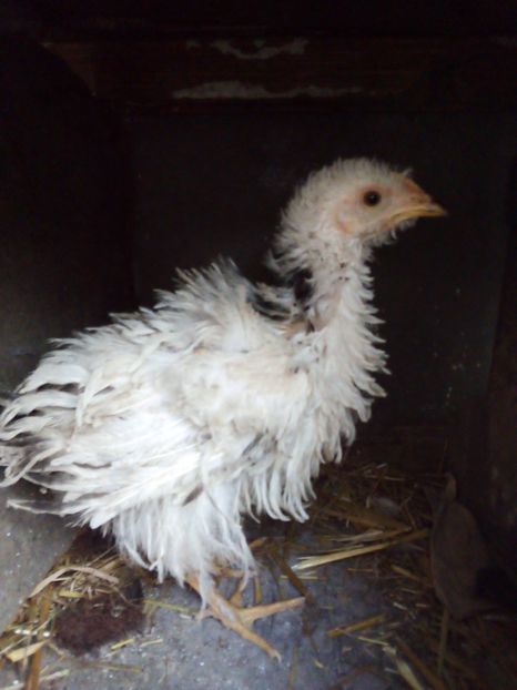  - Pui de găină mixtă moțată încălțată 2019