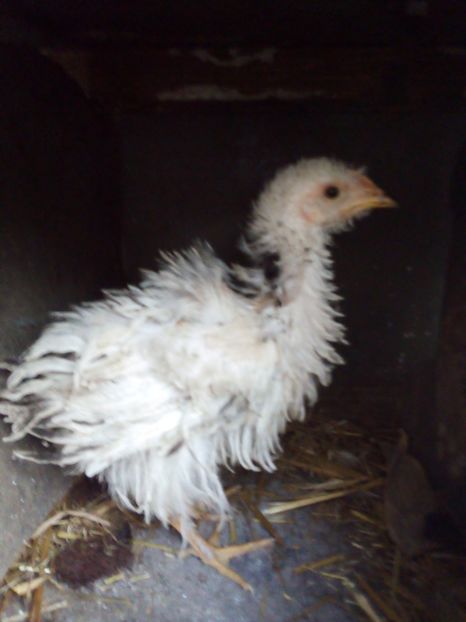  - Pui de găină mixtă moțată încălțată 2019