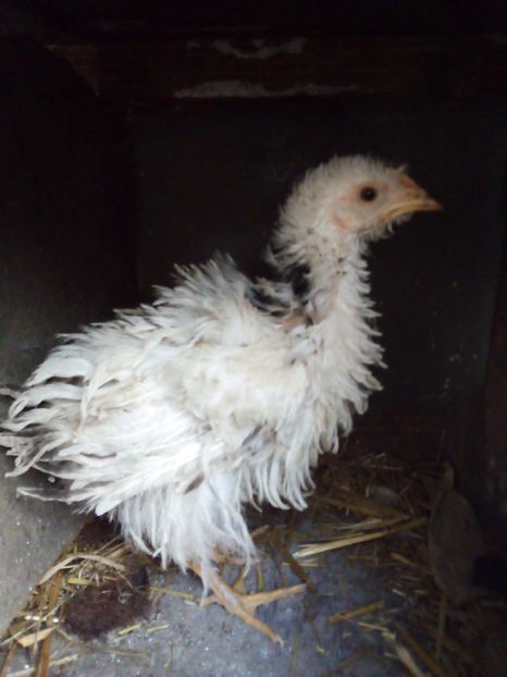  - Pui de găină mixtă moțată încălțată 2019