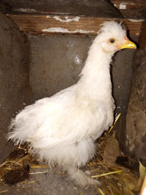  - Pui de găină mixtă moțată încălțată 2019