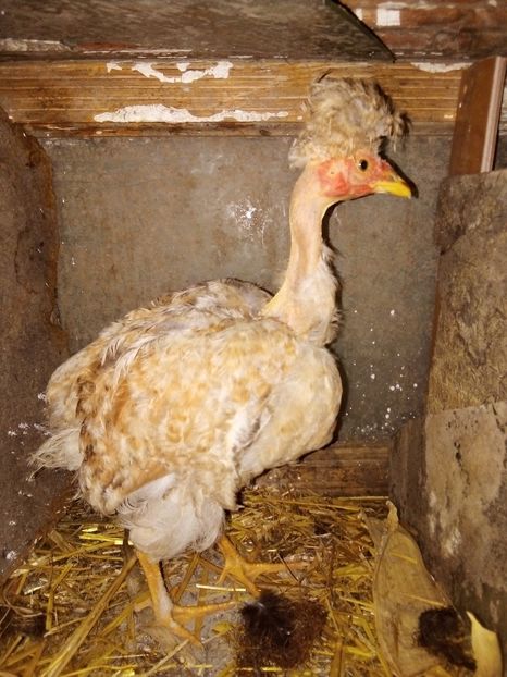  - Pui de găină mixtă moțată încălțată 2019