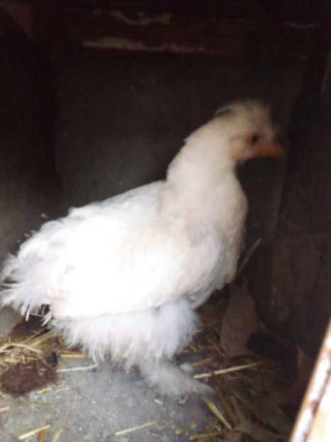  - Pui de găină mixtă moțată încălțată 2019