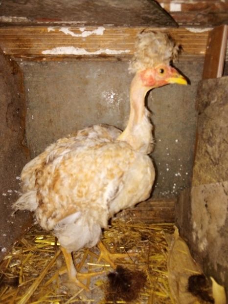  - Pui de găină mixtă moțată încălțată 2019