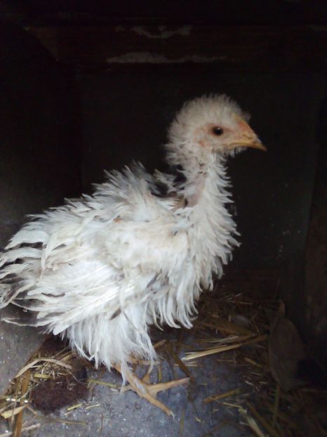  - Pui de găină mixtă moțată încălțată 2019