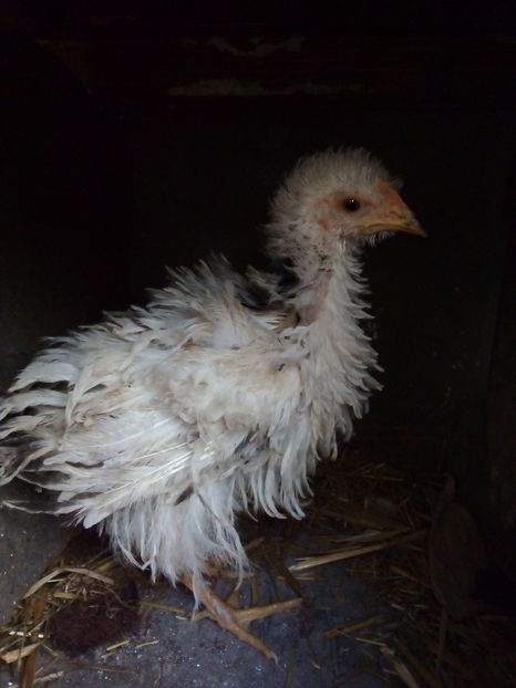  - Pui de găină mixtă moțată încălțată 2019