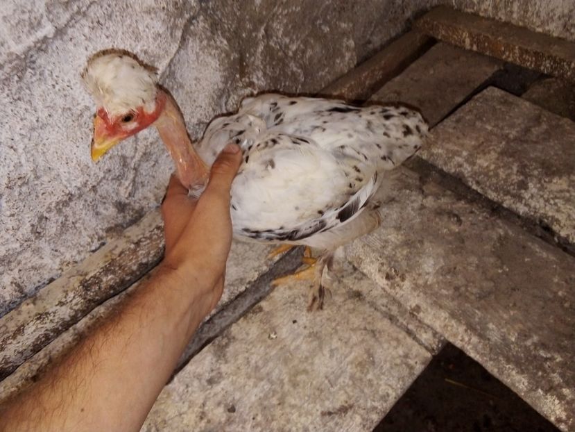  - Pui de găină mixtă moțată încălțată 2019