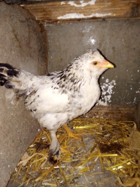  - Pui de găină mixtă moțată încălțată 2019