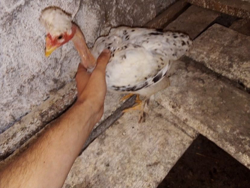  - Pui de găină mixtă moțată încălțată 2019