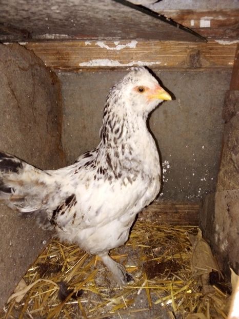  - Pui de găină mixtă moțată încălțată 2019