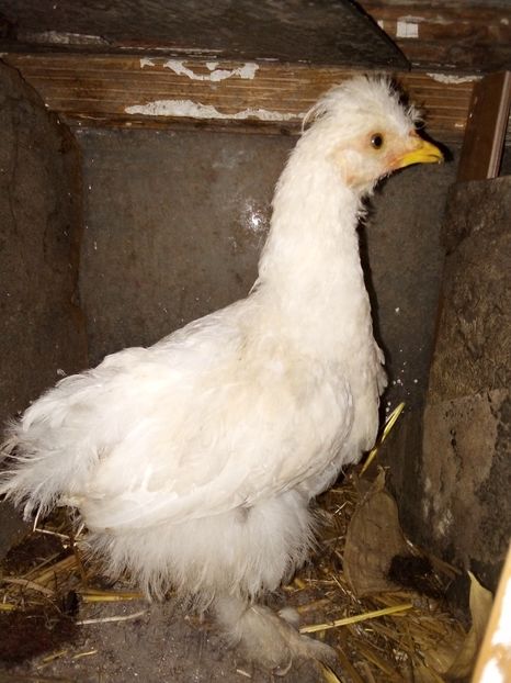  - Pui de găină mixtă moțată încălțată 2019