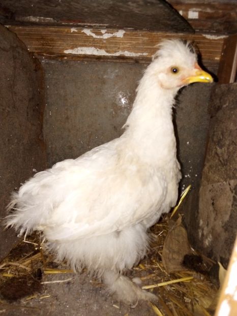  - Pui de găină mixtă moțată încălțată 2019