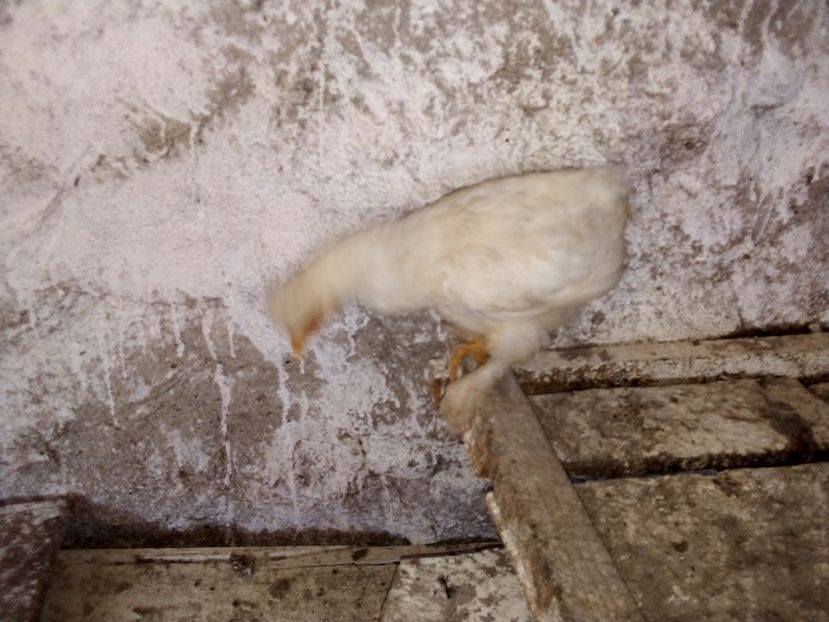  - Pui de găină mixtă moțată încălțată 2019