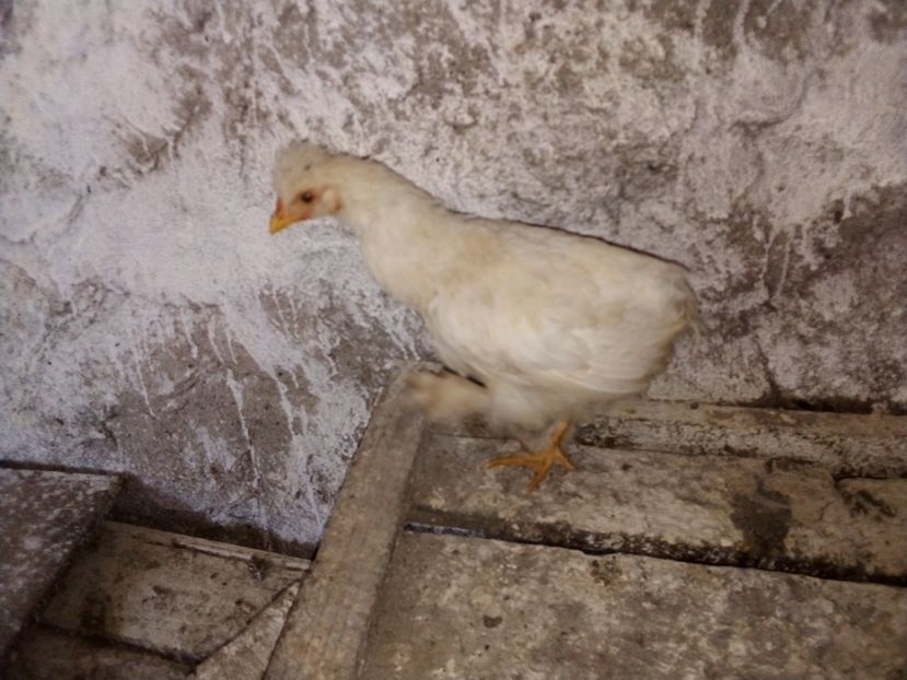  - Pui de găină mixtă moțată încălțată 2019