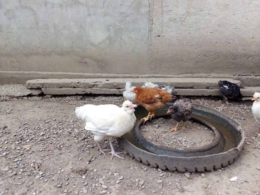  - Pui de găină mixtă moțată încălțată 2019