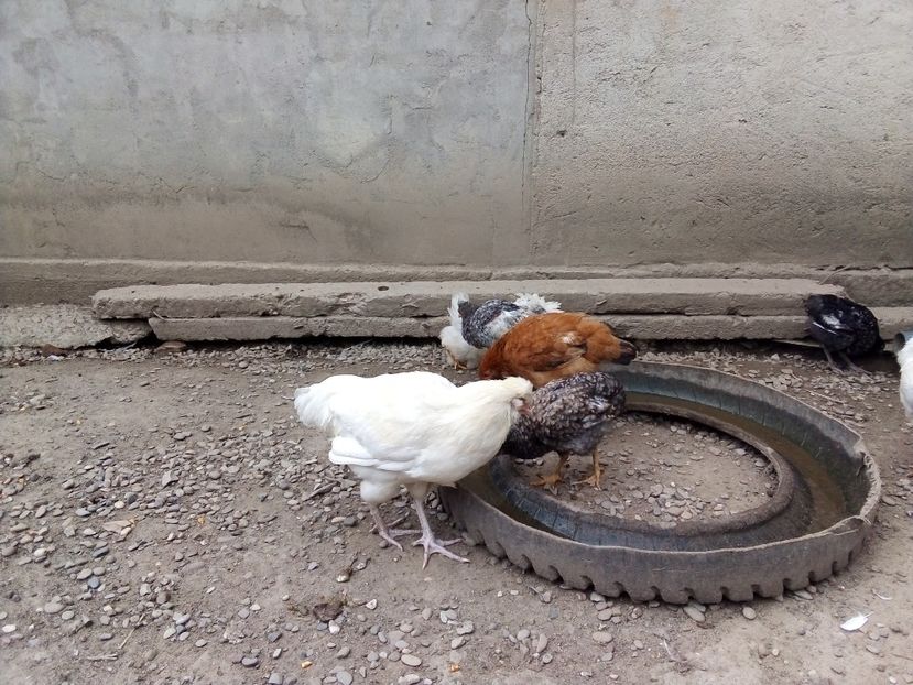  - Pui de găină mixtă moțată încălțată 2019