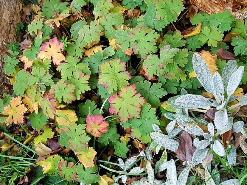 Culori frumoase la geranium - Noiembrie 2019