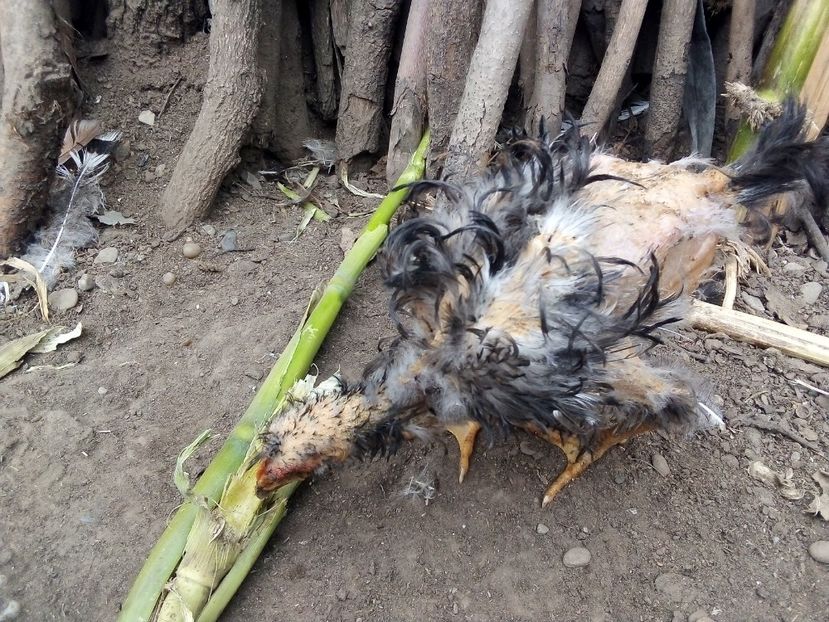  - Pui de găină mixtă moțată încălțată 2019