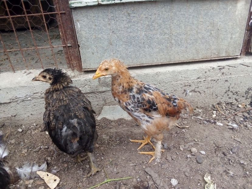  - Pui de găină mixtă moțată încălțată 2019