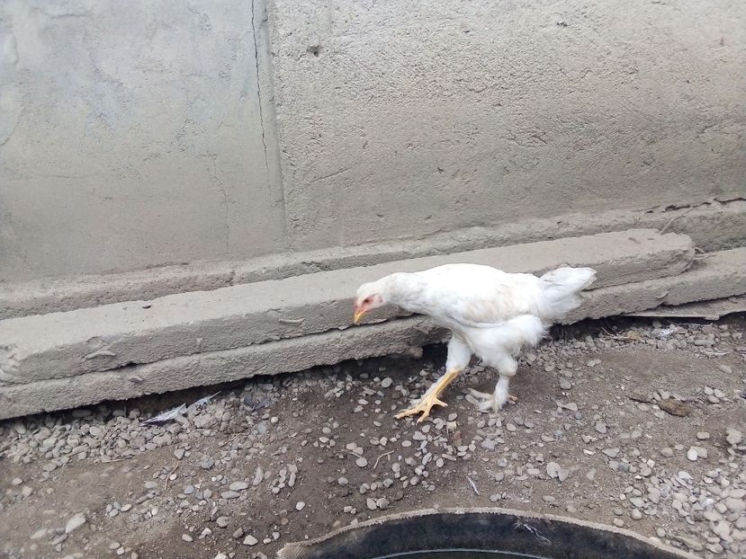  - Pui de găină mixtă moțată încălțată 2019