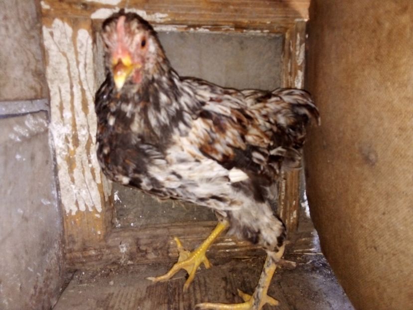  - Pui de găină mixtă moțată încălțată 2019