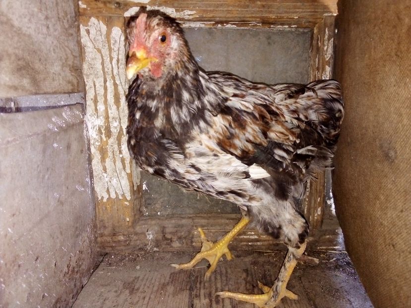  - Pui de găină mixtă moțată încălțată 2019