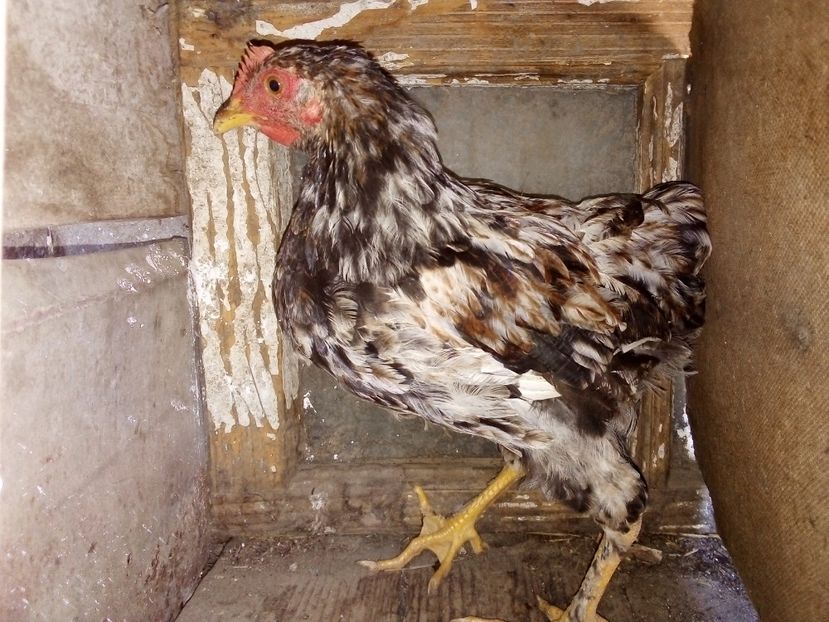  - Pui de găină mixtă moțată încălțată 2019