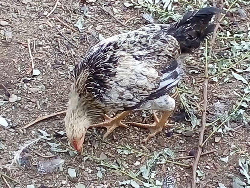  - Pui de găină mixtă moțată încălțată 2019