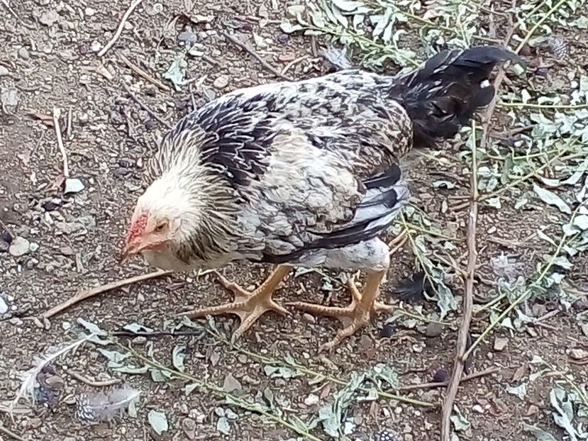  - Pui de găină mixtă moțată încălțată 2019