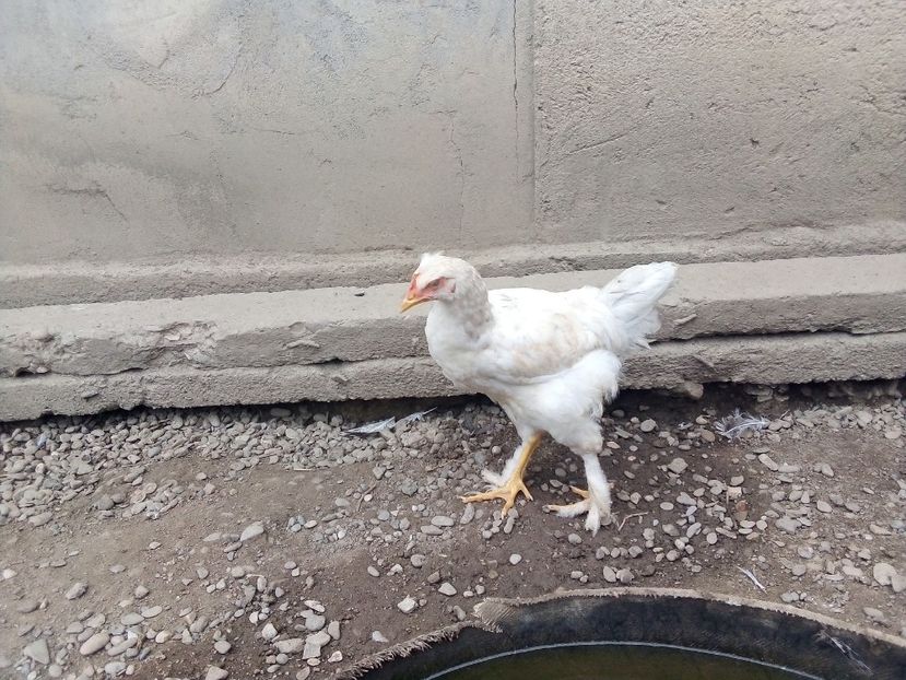  - Pui de găină mixtă moțată încălțată 2019