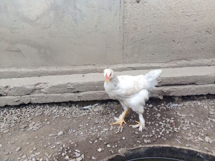  - Pui de găină mixtă moțată încălțată 2019