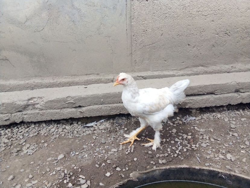  - Pui de găină mixtă moțată încălțată 2019