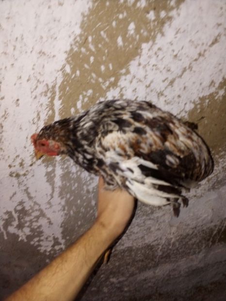  - Pui de găină mixtă moțată încălțată 2019